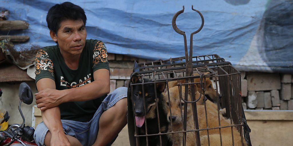 Trotz Protesten von Tierschützern hat in der südchinesischen Stadt Yulin das Hundefleischfestival begonnen. (Archiv) Trotz Protesten von Tierschützern hat in der südchinesischen Stadt Yulin das Hundefleischfestival begonnen. (Archiv)